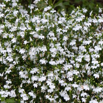 Lobelia erinus White Lady Seeds