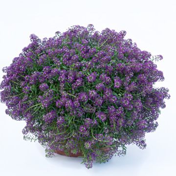 Lobularia maritima Princess in Purple - Sweet Alyssum