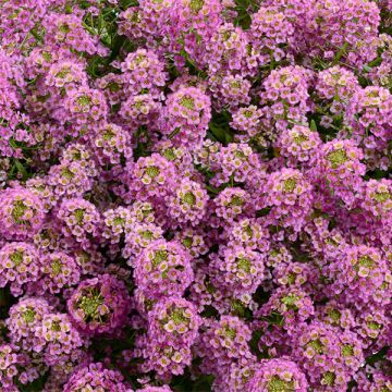 Lobularia maritima procumbens Raspberry Stream - Sweet Alyssum