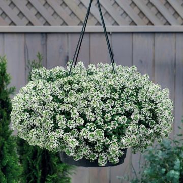 Lobularia maritima Snow Crystals