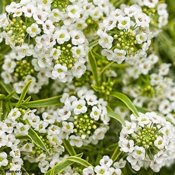 Lobularia maritima Primavera Princess - Sweet Alyssum