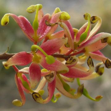 Lomatia ferruginea