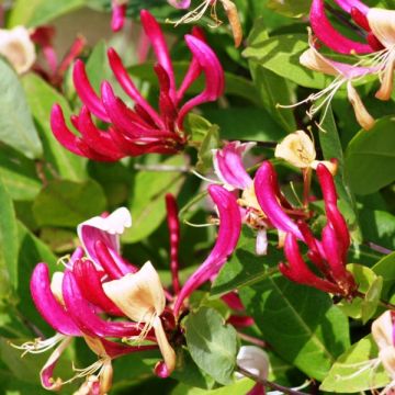 Lonicera periclymenum Fragrant Cloud - European honeysuckle