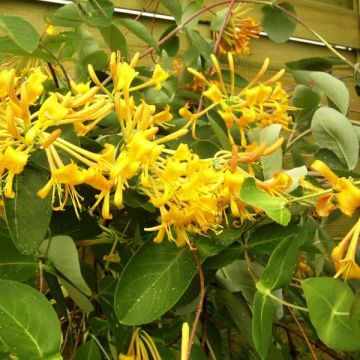 Lonicera  Mandarin