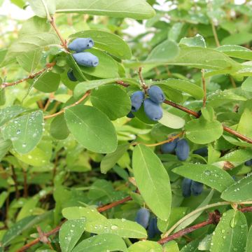 Lonicera kamtschatica - Honeyberry