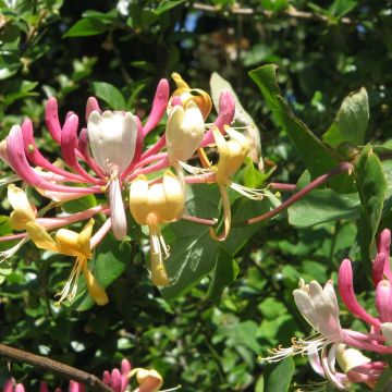 Lonicera caprifolium 