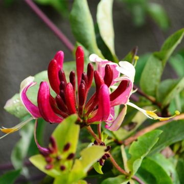 Lonicera japonica Dart's world