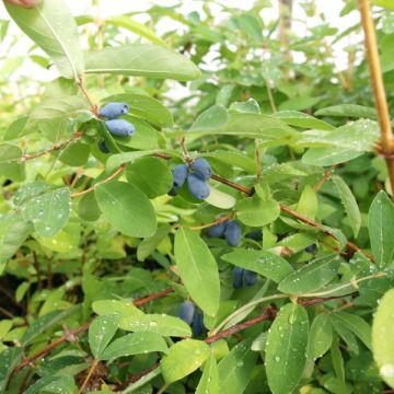 Lonicera kamtschatica Kalinka - Honeyberry