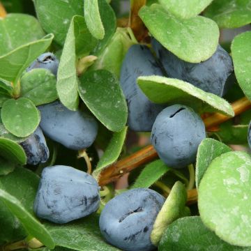 Lonicera caerulea kamtschatica Duet - Honeyberry