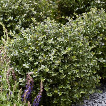 Lonicera nitida Garden Clouds Copper Glow - Box Honeysuckle