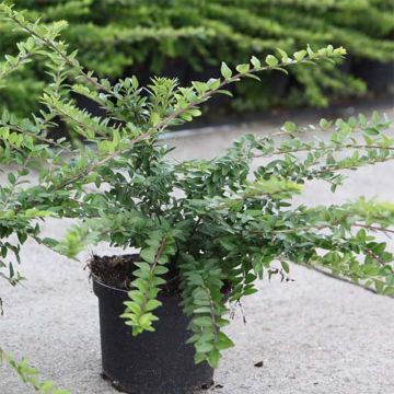 Lonicera nitida Maigrun - Shrubby Honeysuckle - Box Honeysuckle