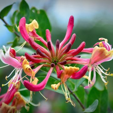 Lonicera periclymenum Belgica Select