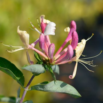 Lonicera periclymenum Belgica