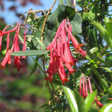 Lonicera sempervirens Cedar Lane