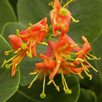 Lonicera x heckrottii Firecracker