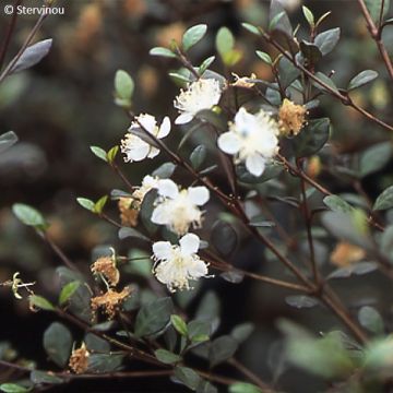 Lophomyrtus ralphii Red dragon