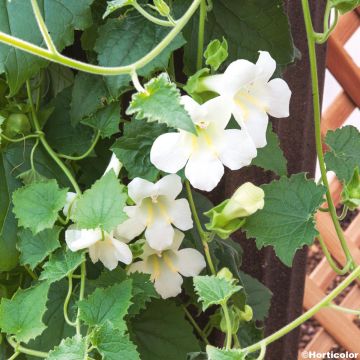 Lophospermum scandens Album - Climbing Gloxinia