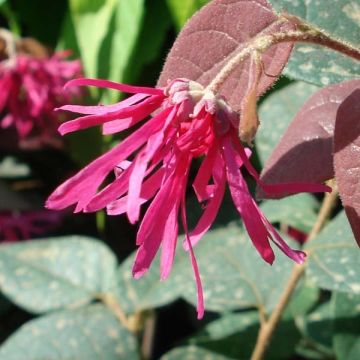 Loropetalum chinense var. rubrum Fire Dance - Chinese Witch Hazel