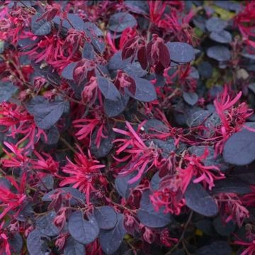 Loropetalum chinense Black Pearl - Chinese Witch Hazel