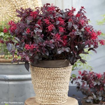 Loropetalum chinense var. rubrum Ever Red (Chang Nian Hong)