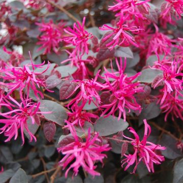 Loropetalum chinense var. rubrum Plum Gorgeous - Chinese Witch Hazel