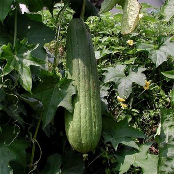 Luffa cylindrica