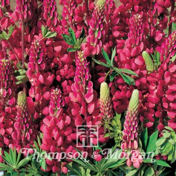 Lupinus Morello Cherry - Royal Lupine seeds