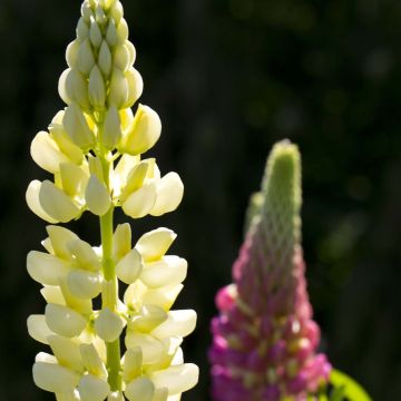 Lupinus polyphyllus Russell Band of Nobles