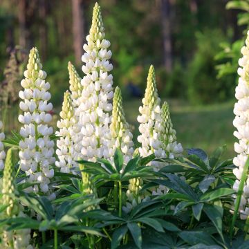 Lupinus polyphyllus West Country Polar Princess