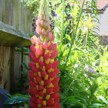 Lupinus polyphyllus West Country Tequila Flame