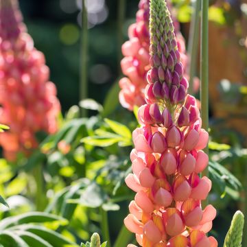 Lupinus polyphyllus West Country Terracotta