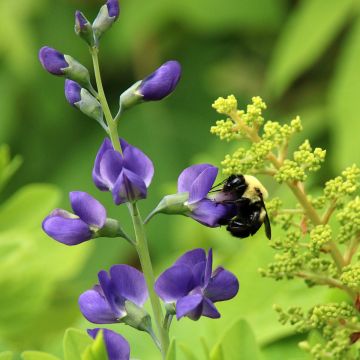 Baptisia Purple Smoke - False Indigo