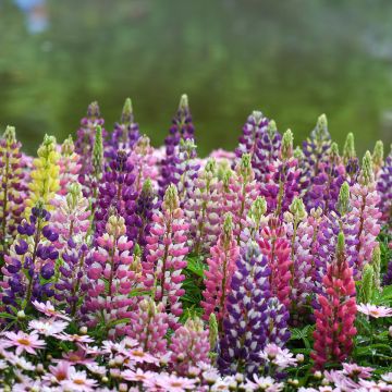 Lupinus polyphyllus Minaret