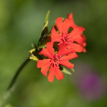 Lychnis x arkwrightii Vesuvius