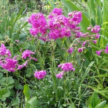 Lychnis alpina Rosea