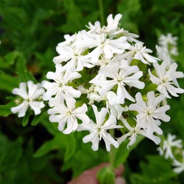 Lychnis chalcedonica Alba