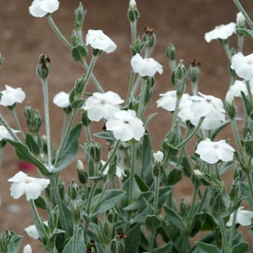 Lychnis coronaria Alba