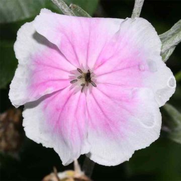 Lychnis coronaria Angel's Blush (Oculata)