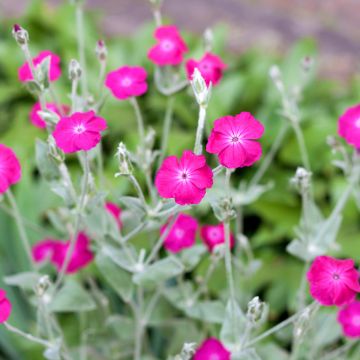 Lychnis coronaria