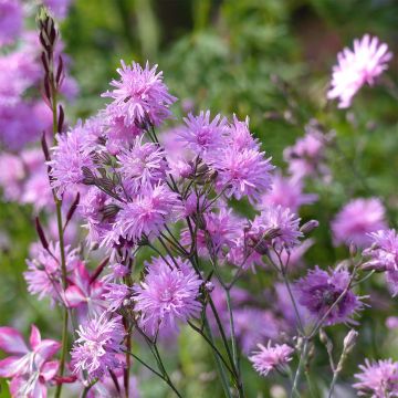 Lychnis flos-cuculi Jenny