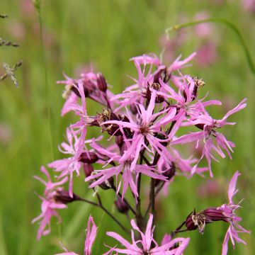 Lychnis flos-cuculi