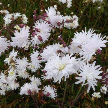 Lychnis flos-cuculi Petit Henri