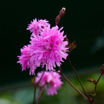 Lychnis flos-cuculi Petite Jenny