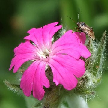 Lychnis flos-jovis Peggy