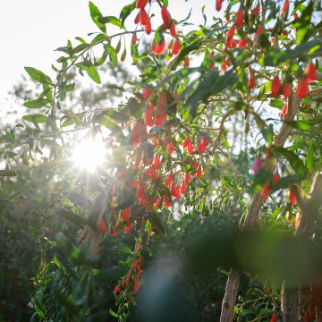 Lycium chinensis - Chinese Goji