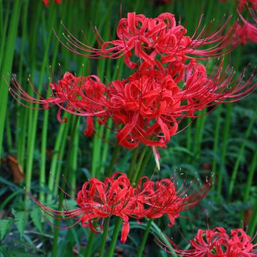 Lycoris radiata - Red Spider Lily