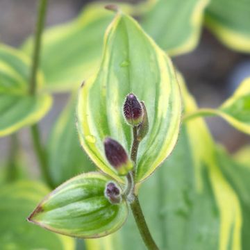 Tricyrtis formosana Autumn Glow - Toad Lily