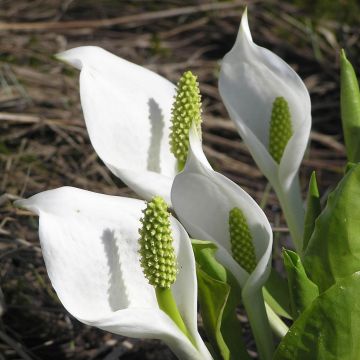 Lysichiton camtschatcensis