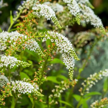 Lysimachia barystachys - Loosestrife