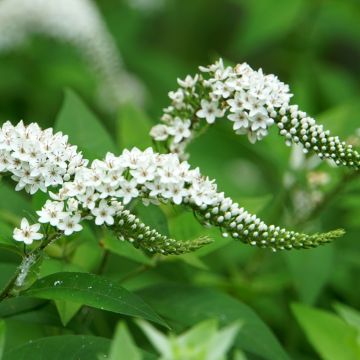 Lysimachia clethroïdes - Lysimaque de chine